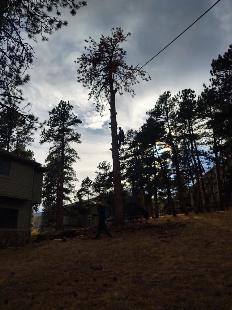 Reliable yard maintenance experts serving Evergreen, CO - Colorado Tree Specialists