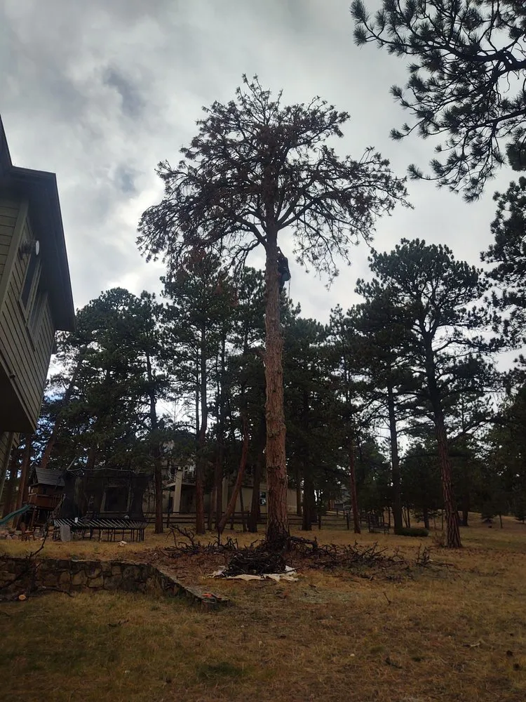 Local garden landscaping experts serving Evergreen, CO - Colorado Tree Specialists