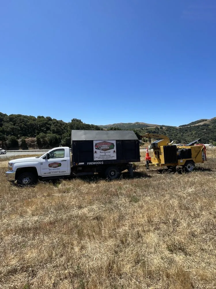 Local yard maintenance experts serving Aromas, CA - Colores Tree Service