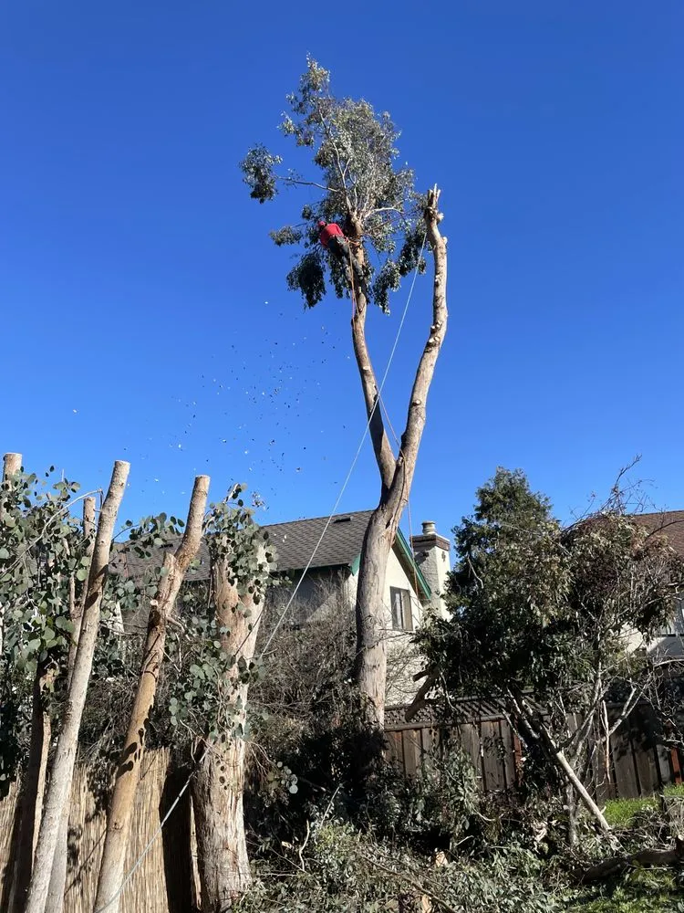 Professional yard cleanup service for beautiful yards across Aromas, CA - Colores Tree Service