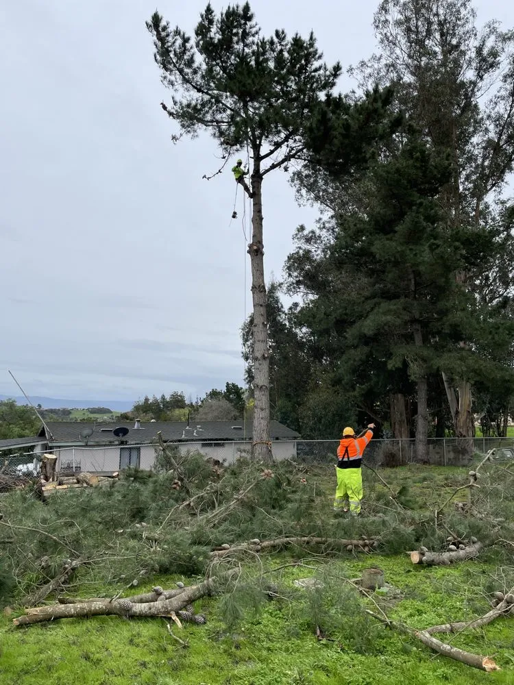 Top-rated residential landscaping in Aromas, CA - Colores Tree Service