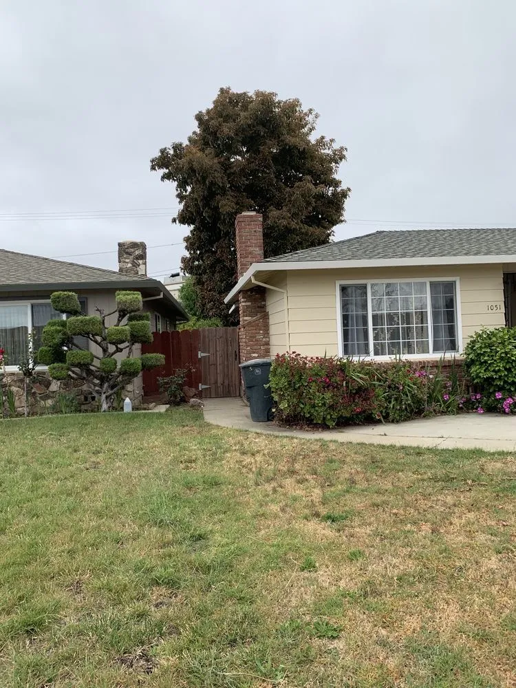 Top-rated yard cleanup service in Aromas, CA by Colores Tree Service