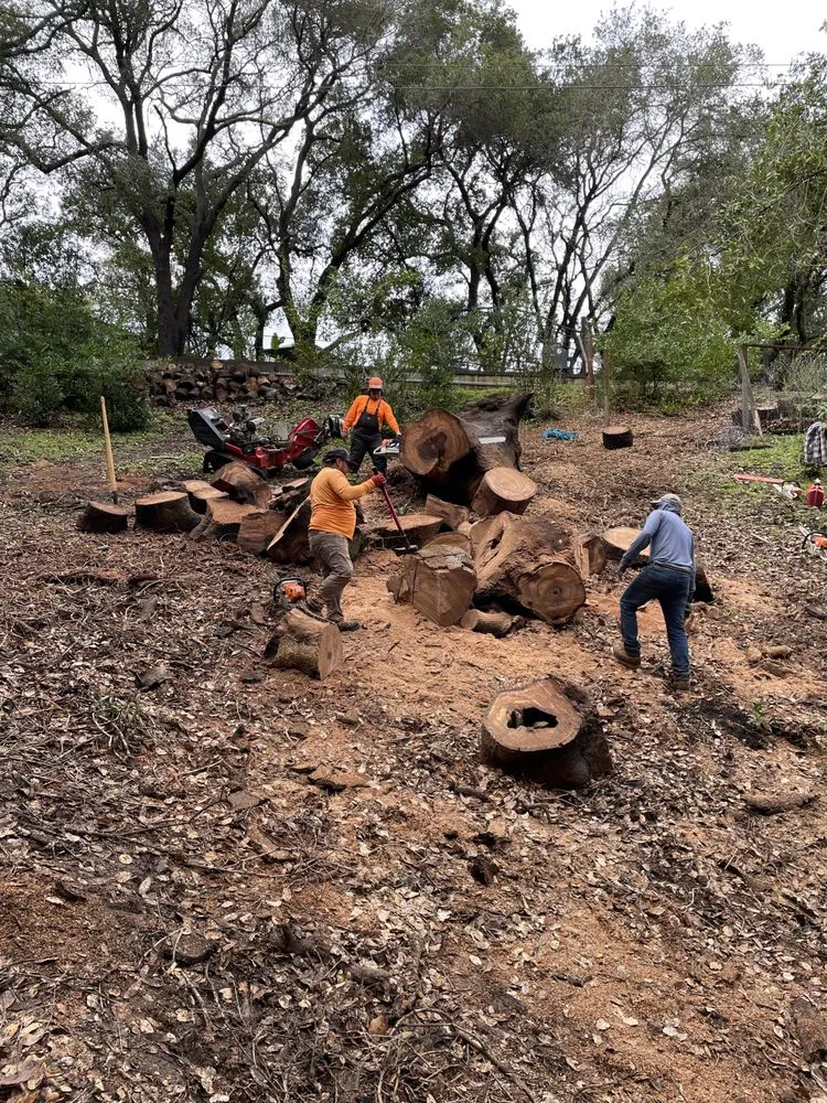 Professional yard maintenance with custom design in Aromas, CA by Colores Tree Service