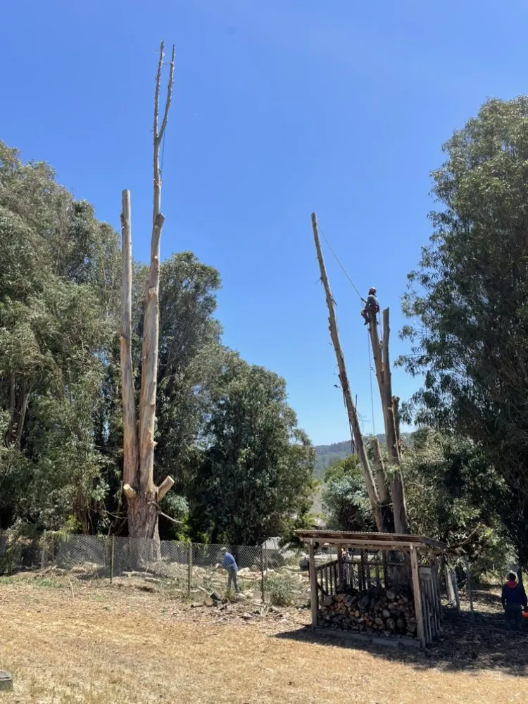 Expert garden landscaping experts serving Aromas, CA - Colores Tree Service