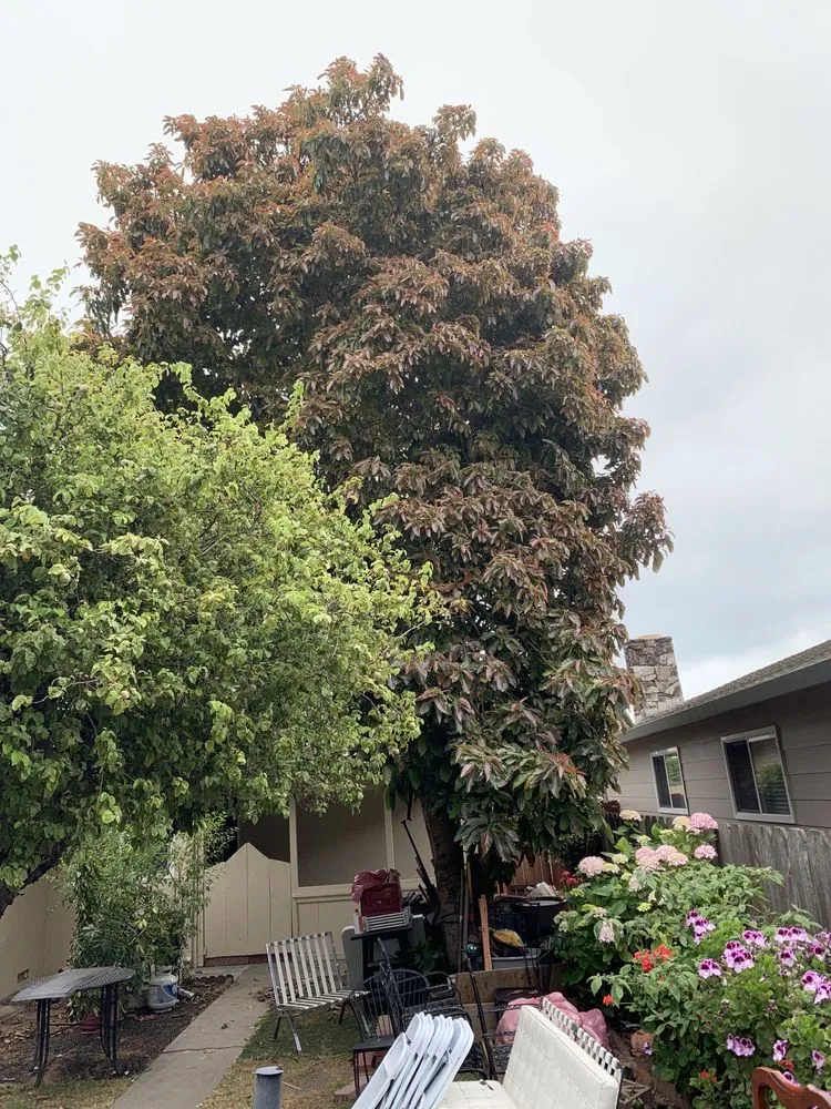 Custom garden landscaping in Aromas, CA by Colores Tree Service