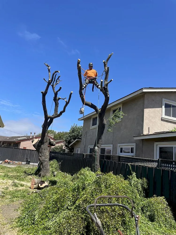Local landscape installation in Aromas, CA - Colores Tree Service