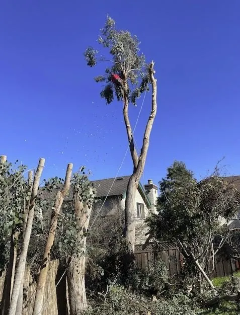 Reliable landscaping services in Aromas, CA by Colores Tree Service