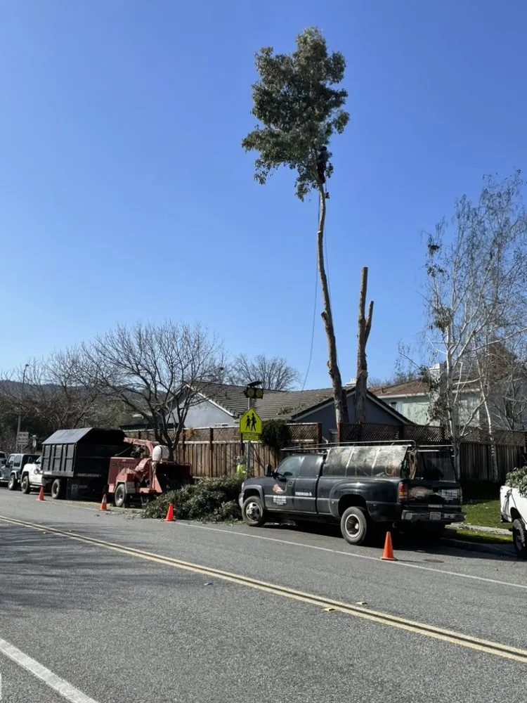 Professional garden landscaping in Aromas, CA - Colores Tree Service