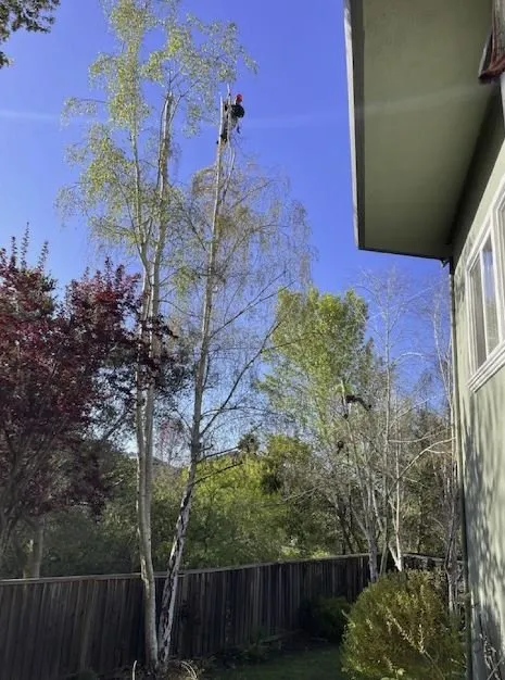 Local residential landscaping for homes in Aromas, CA by Colores Tree Service