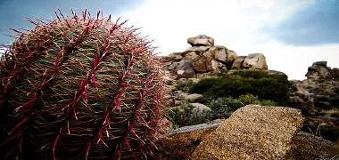 Trusted landscape design in Phoenix, AZ by Colorful Gardens