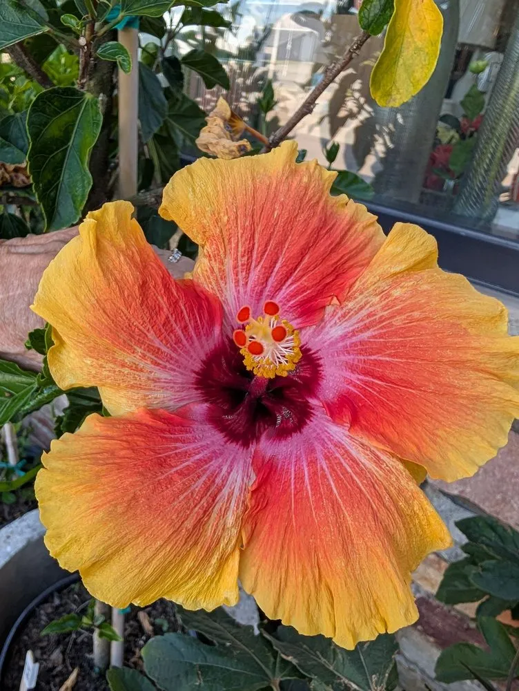 Professional landscape design in Alexandria, MN - Colorful Seasons Garden Center