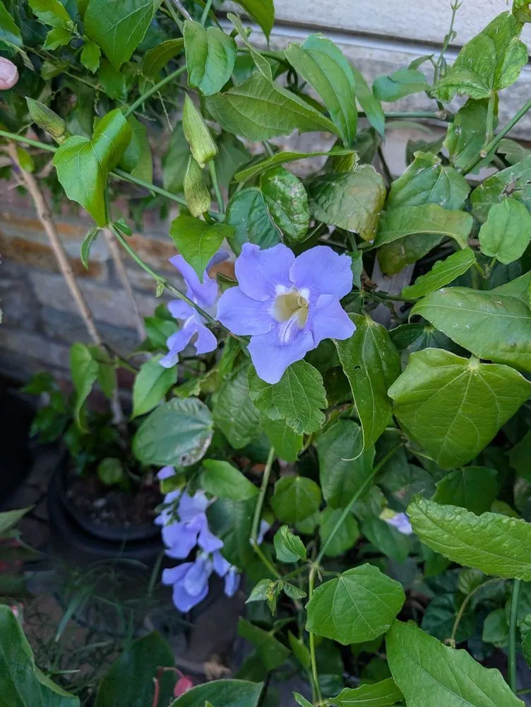 Custom landscaping services in Alexandria, MN - Colorful Seasons Garden Center