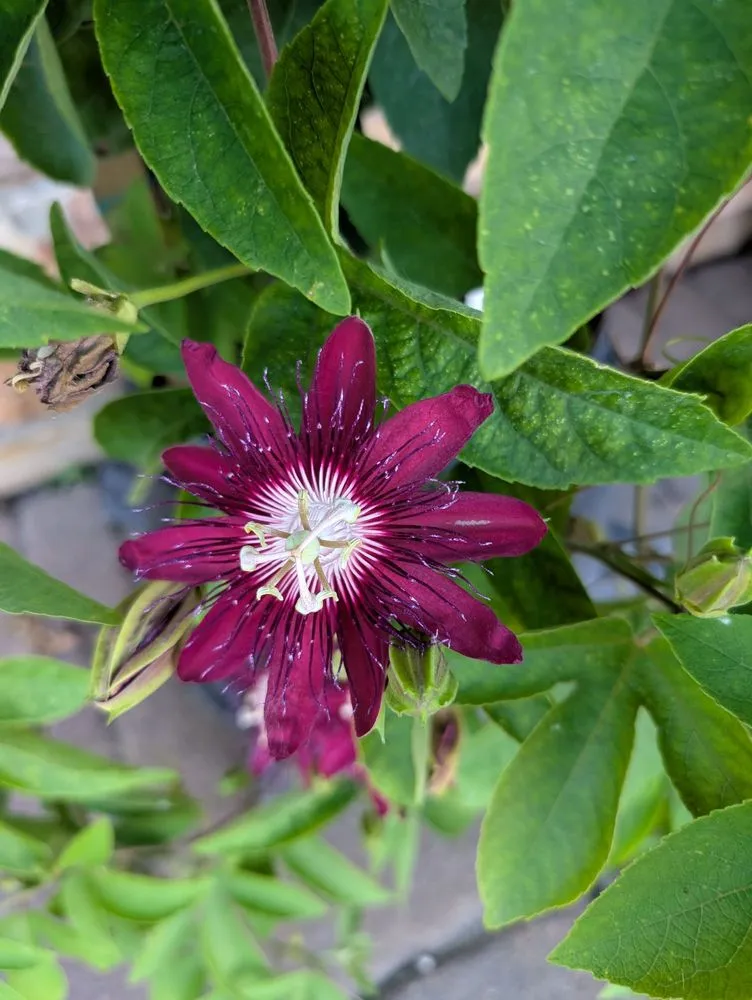 Top-rated landscape installation for outdoor upgrades across Alexandria, MN - Colorful Seasons Garden Center