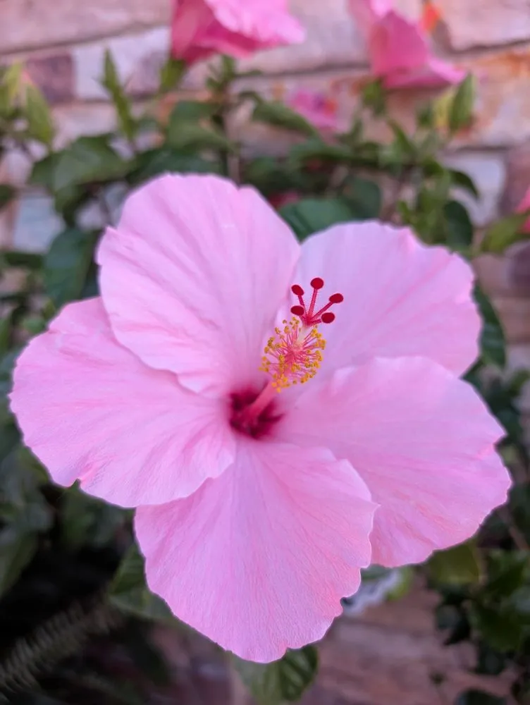 Reliable landscape design for outdoor upgrades across Alexandria, MN - Colorful Seasons Garden Center