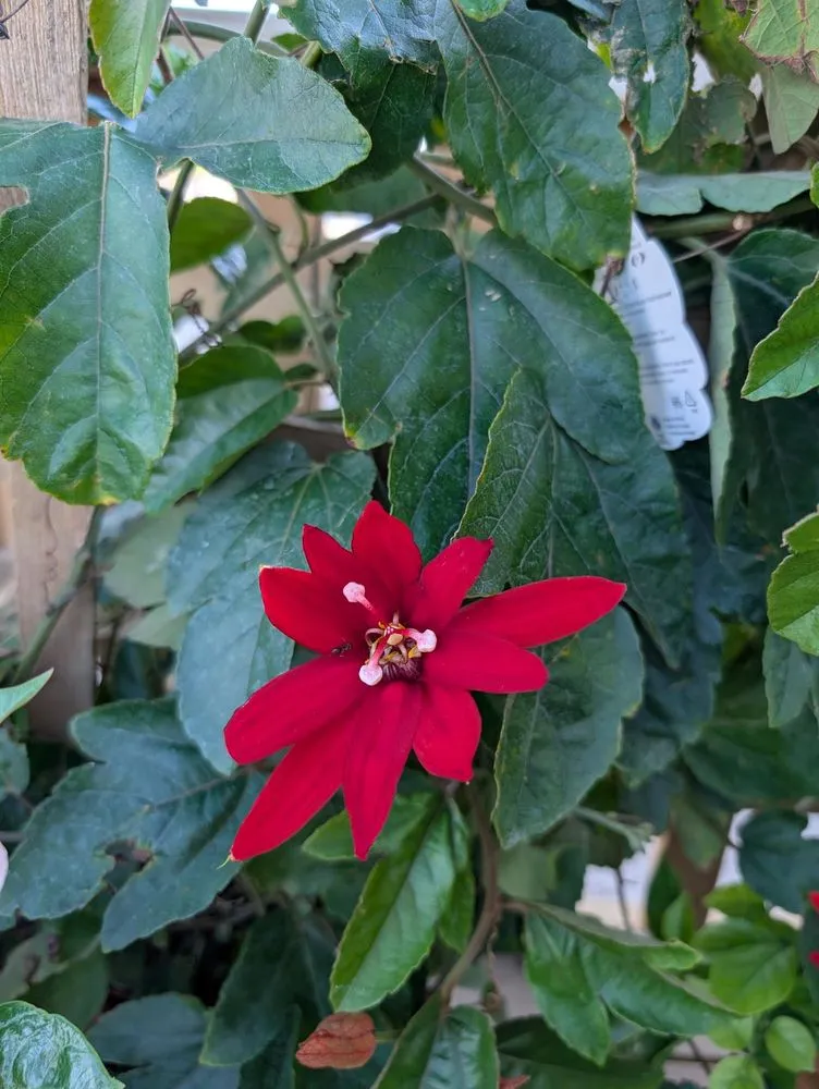 Affordable outdoor landscaping for year-round maintenance across Alexandria, MN - Colorful Seasons Garden Center