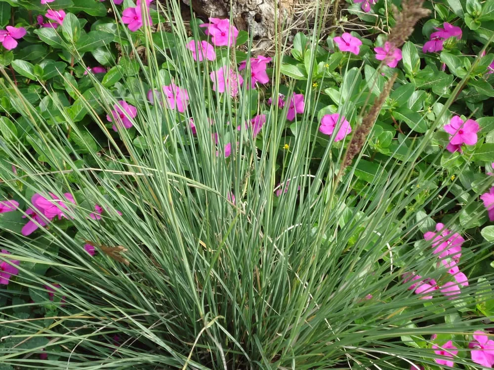 Top-rated lawn care service with custom design in Driftwood, TX by Colors in Environments