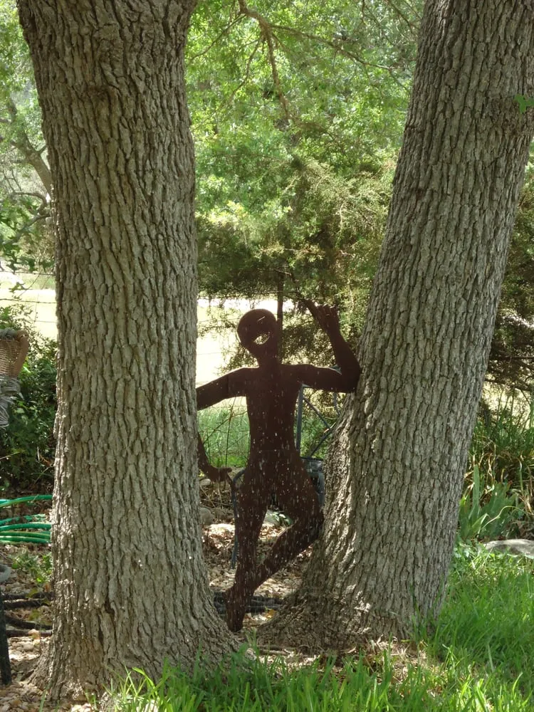 Professional yard maintenance experts serving Driftwood, TX - Colors in Environments