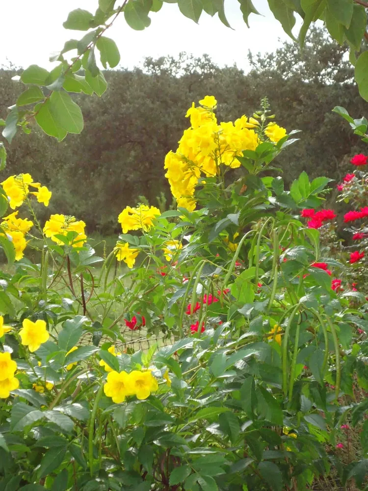 Expert landscape design in Driftwood, TX - Colors in Environments