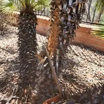 Expert landscape design with custom design in Vail, AZ by Colossal Landscaping