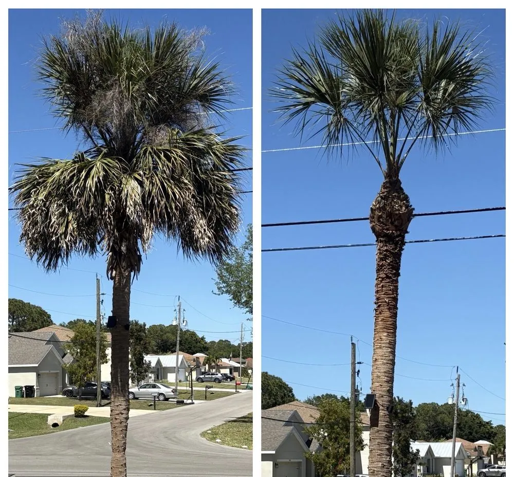 Professional lawn care service for residential properties in Palm City, FL by Colton's Tree Service
