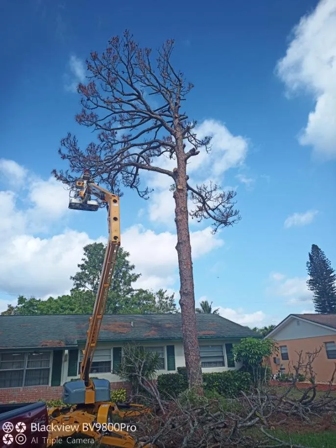 Reliable garden landscaping experts serving Palm City, FL - Colton's Tree Service