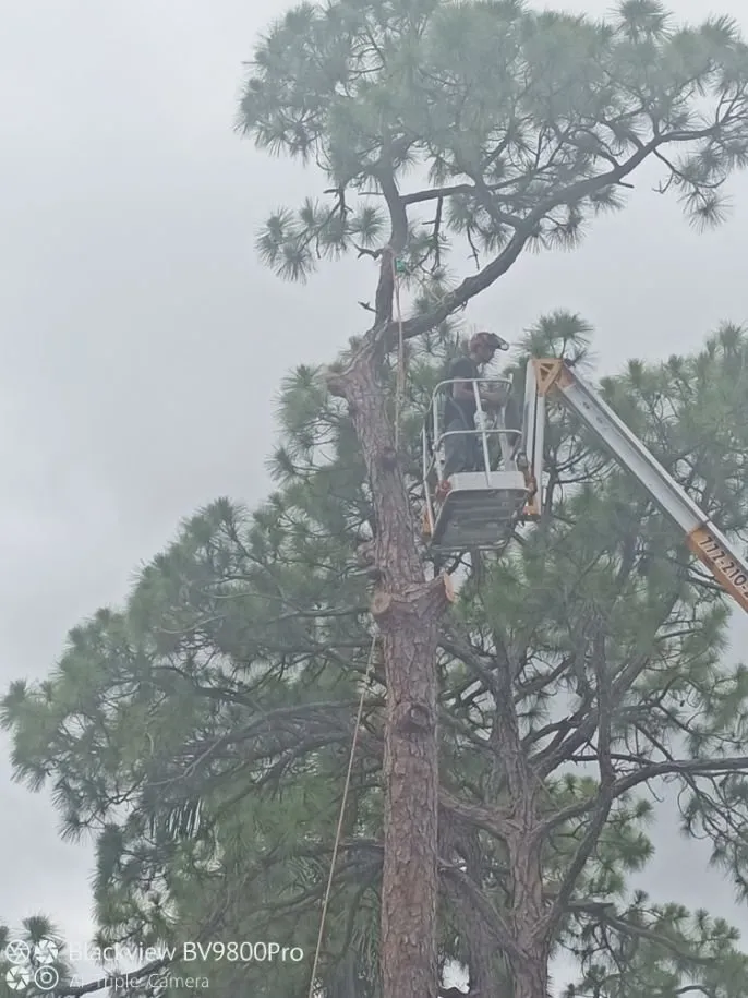 Local lawn care service for outdoor upgrades across Palm City, FL - Colton's Tree Service