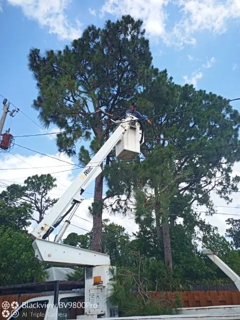 Affordable landscape design in Palm City, FL by Colton's Tree Service