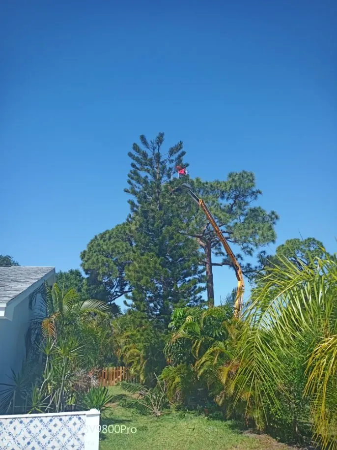 Custom lawn care service experts serving Palm City, FL - Colton's Tree Service