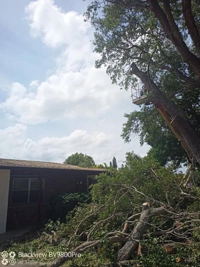 Trusted outdoor landscaping experts serving Palm City, FL - Colton's Tree Service