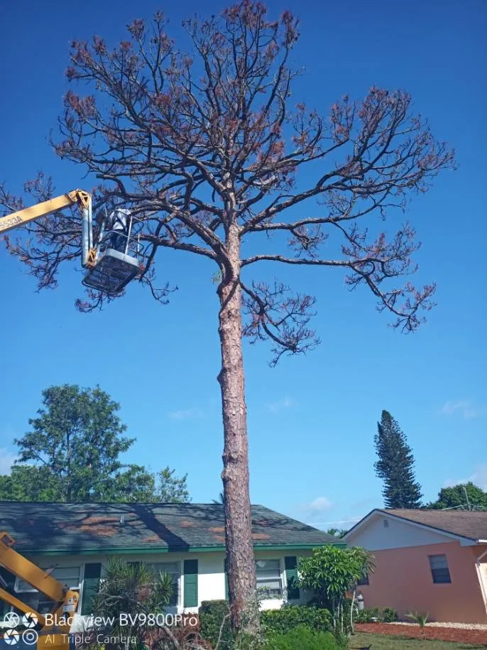 Reliable lawn care service for residential properties across Palm City, FL - Colton's Tree Service
