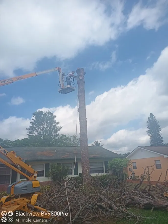 Trusted yard cleanup service experts serving Palm City, FL - Colton's Tree Service