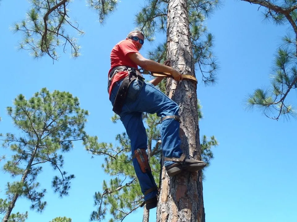 Custom lawn mowing service in Palm City, FL - Colton's Tree Service