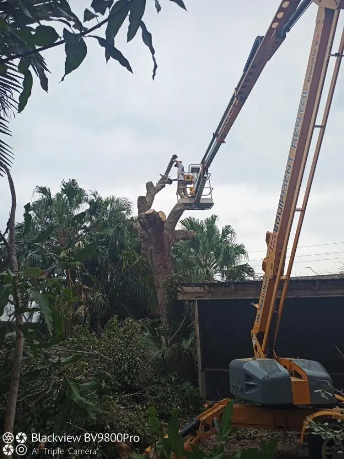 Local yard maintenance in Palm City, FL - Colton's Tree Service
