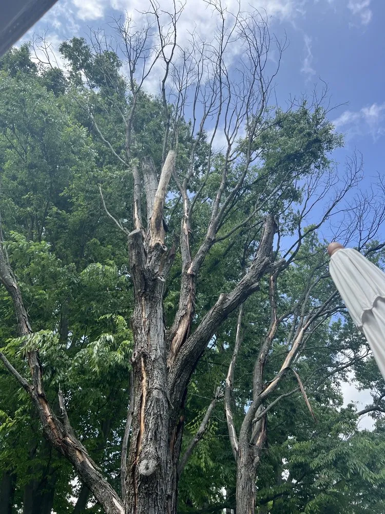 Reliable lawn mowing service for homes across Jessup, MD - Columbia Tree & Lawn Service