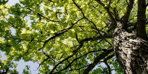 Expert residential landscaping in Jessup, MD by Columbia Tree & Lawn Service