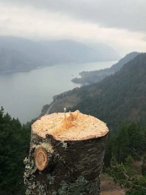 Professional landscaping services in Hood River, OR by Columbia Tree Service