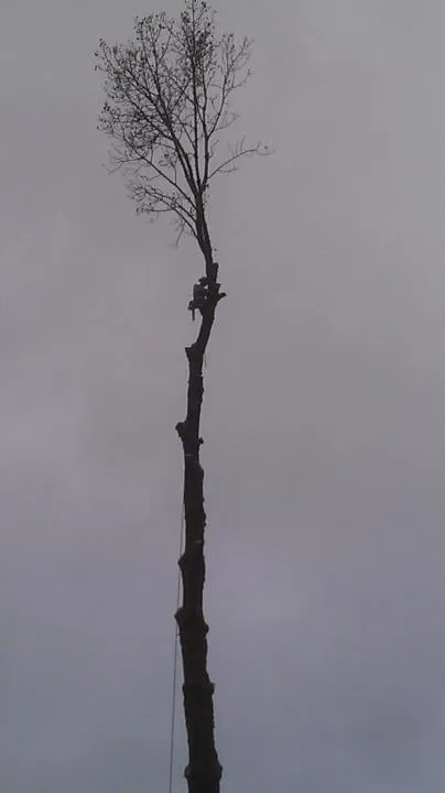 Affordable yard cleanup service in Hood River, OR by Columbia Tree Service