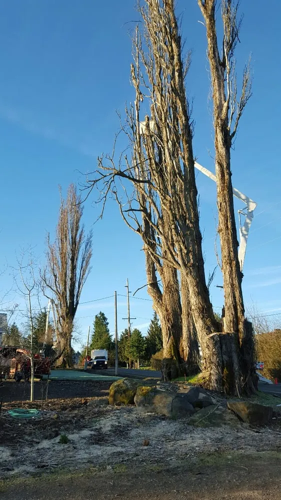 Top-rated landscape installation in Hood River, OR by Columbia Tree Service