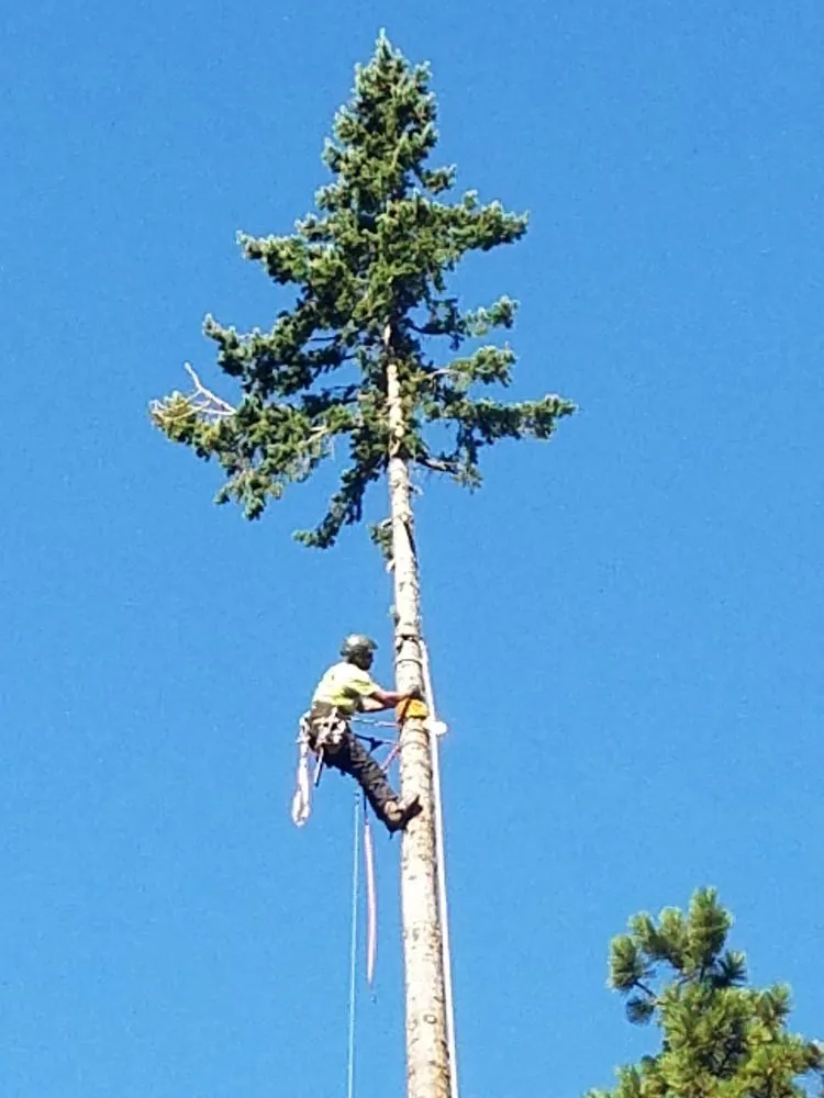 Affordable yard cleanup service for year-round maintenance in Hood River, OR by Columbia Tree Service