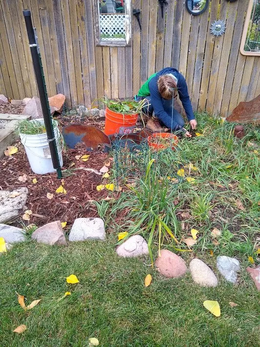 Expert yard cleanup service experts serving Durango, CO - Columbine Landscapes