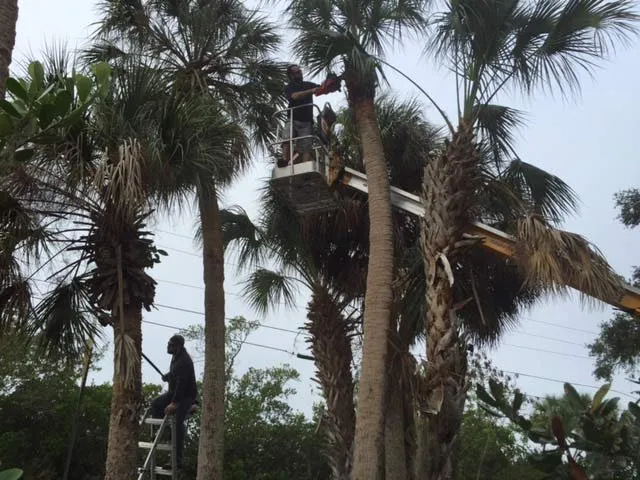 Reliable lawn mowing service in Sun City, FL - Colvin Property Maintenance
