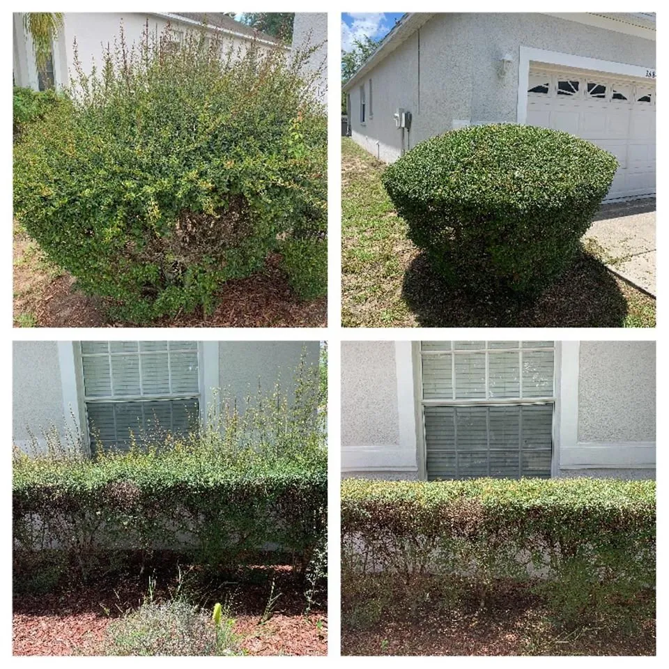 Trusted lawn mowing service for year-round maintenance in Land O Lakes, FL by Combat Veteran Landscaping