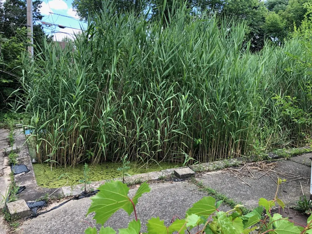 Custom lawn care service in Commerce Township, MI by Comet Services