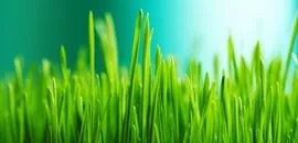 Commack Lawn Care Inc