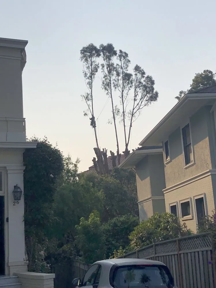 Affordable outdoor landscaping near you in Los Gatos, CA by Commercial Arborists