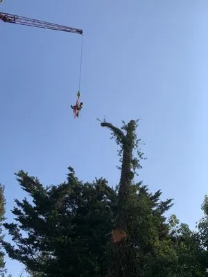 Commercial Arborists