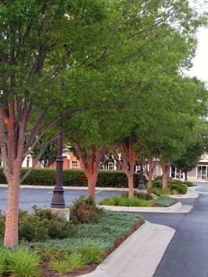 Trusted outdoor landscaping in Wichita, KS by Commercial Lawn Management