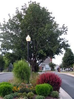 Local yard cleanup service for residential properties across Wichita, KS - Commercial Lawn Management