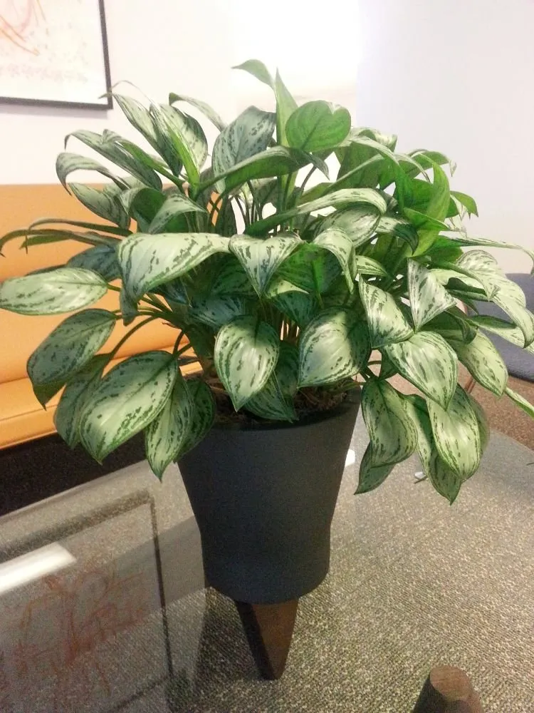 Professional landscaping services for residential properties across Danville, CA - Commercial Plant Services