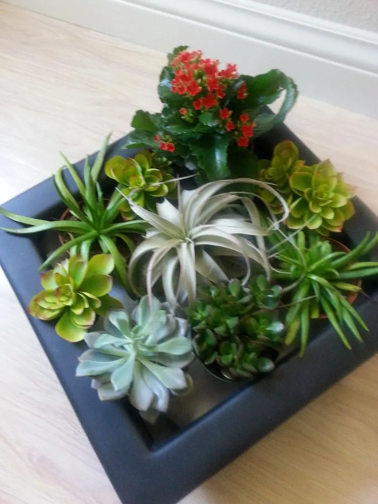 Reliable residential landscaping in Danville, CA by Commercial Plant Services